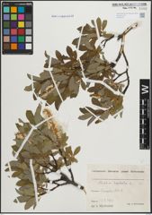Foto von Salix hastata L.